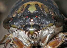 Dog-day Cicada